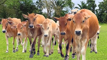 Gembala sapi lembu di musim hujan yang berkabut, suara sapi Moo memanggil kawanan, Sapi lucu 🐮🐄