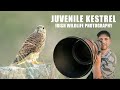 Juvenile Kestrels - Irish Wildlife Photography