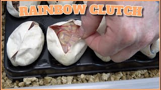 Rainbow Ball Python Egg Cutting! Split Pairing With Austin
