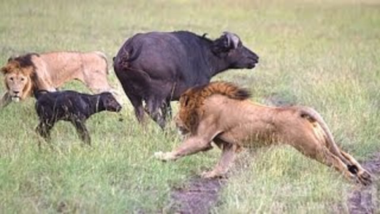 Битвы диких животных видео. Львы в дикой природе. Бои с животными. Самые Хищные животные в мире. Атака Львов на буйволов.