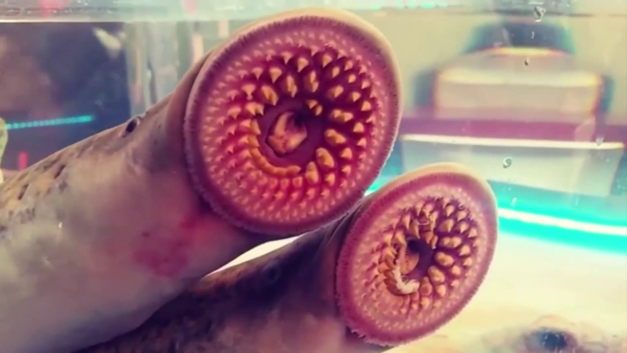 Vampires Of The DeepThe Lamprey