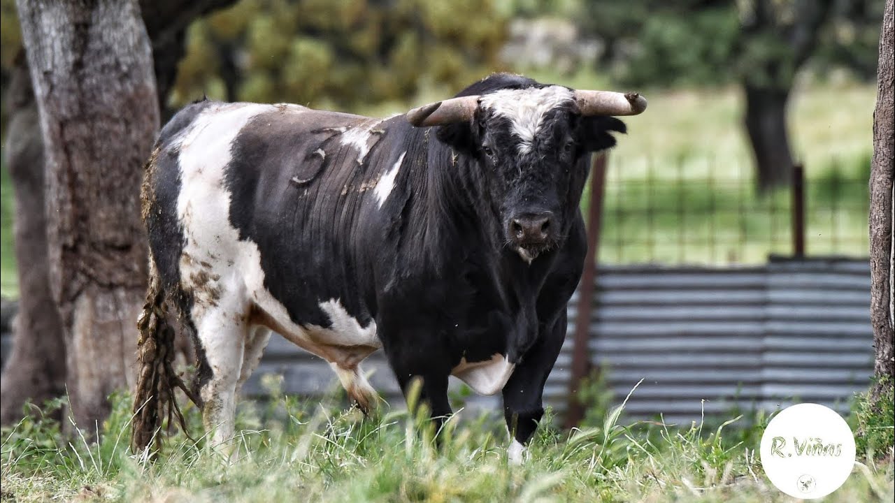 Presentación astado 30 de Agosto / Atanzón 2024