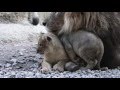 The African Lion Family