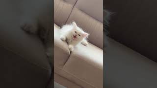 Bir Aslan Miyav Dedi Resimi