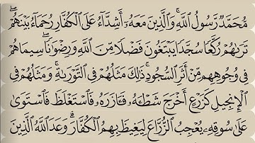 الفاتحة ثم اية : محمد رسول الله والذين معه اشداء | تلاوة القارىء شاكر العصيمي