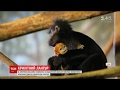 В американському зоопарку народилася крихітна рідкісна мавпочка