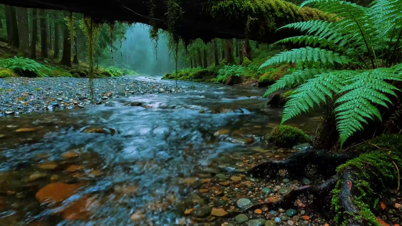 Forest Stream Sounds 🌿 Gentle Birdsong & Relaxing Nature Ambience for Sleep, Relaxation