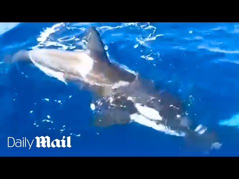 L'orca assassina momentanea attacca lo yacht e strappa il timone vicino a Gibilterra