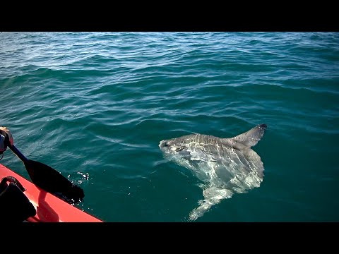Video: Influenza Ambientale Sui Movimenti Stagionali Del Sunfish Oceanico Localizzato Via Satellite Mola Mola Nell'Atlantico Nord-orientale