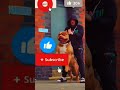 Danger top 3 dog breed in the world !#shorts #ytshorts #shortvideo #dogbreed #dogfight #lion