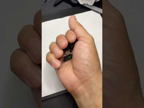 手を広げると幸せいっぱい かわいい クワガタ飼育 クワガタ カブトムシ