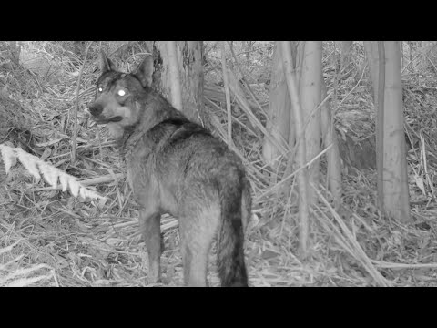 Lobo de caza na serra do Comado.