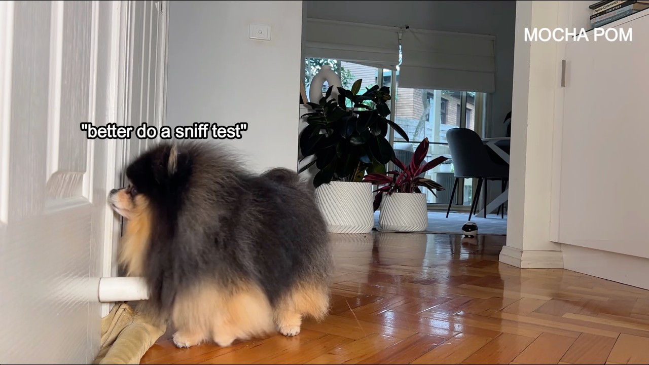I Left My Dog Home Alone for 1 Hour To See What She Does