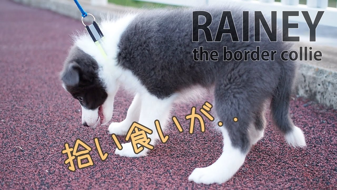 プレ散歩de拾い食い【ボーダーコリー 子犬】RAINEY7 YouTube