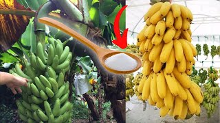 Como Cortar un Racimo de Banano + Truco para Maduración en 3 días