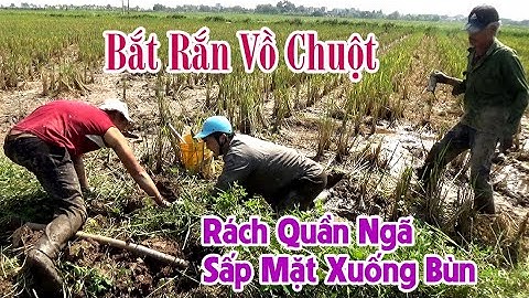 Bắt Rắn Vồ Chuột Rách Quần Ngã Sấp Mặt Xuống Bùn