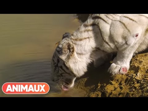 Le Tigre Blanc Cet Animal Qui N Existe Pas Dans La Nature Par Le Parc Des Félins Animaux 