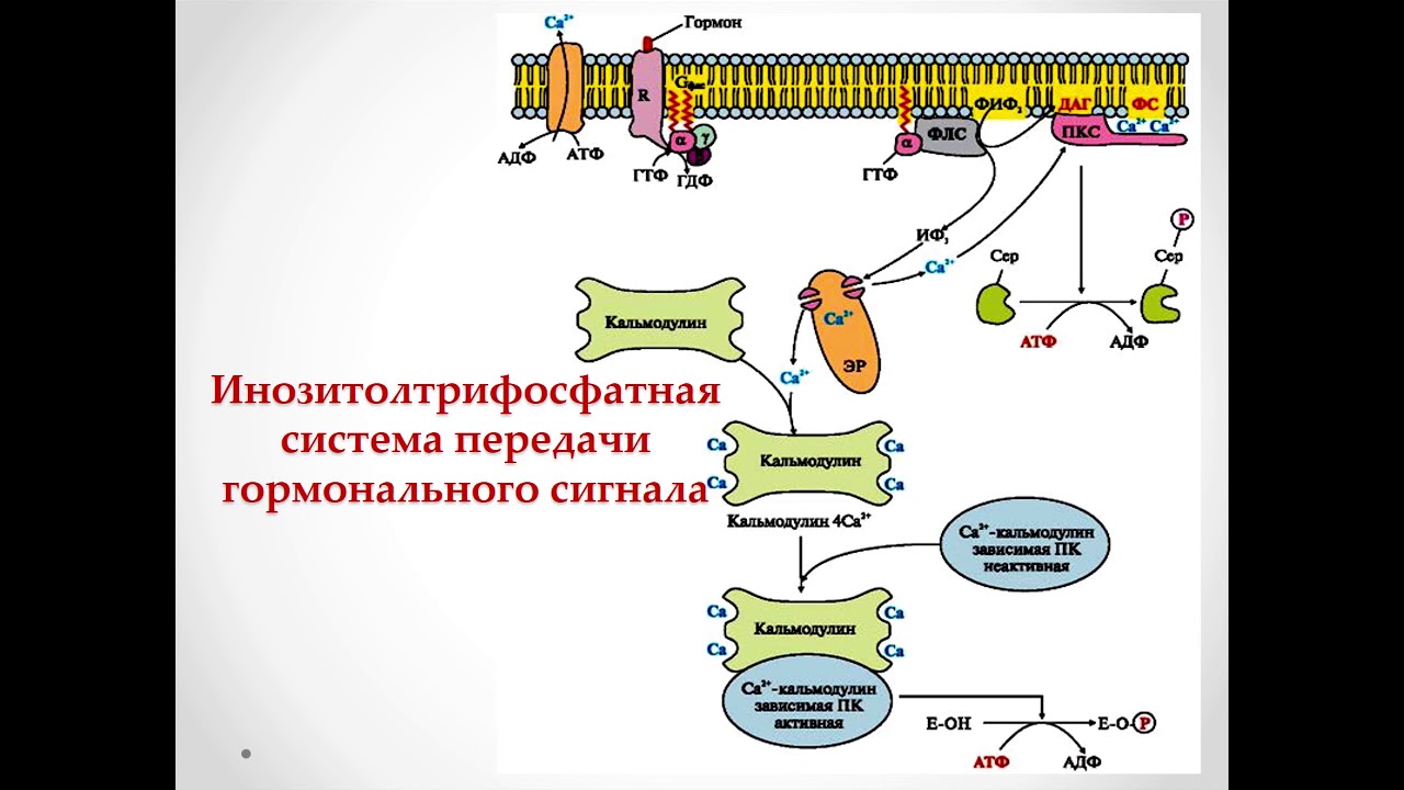 ІІ четверть Биология, 11 класс, Координация и регуляция, Передача ...