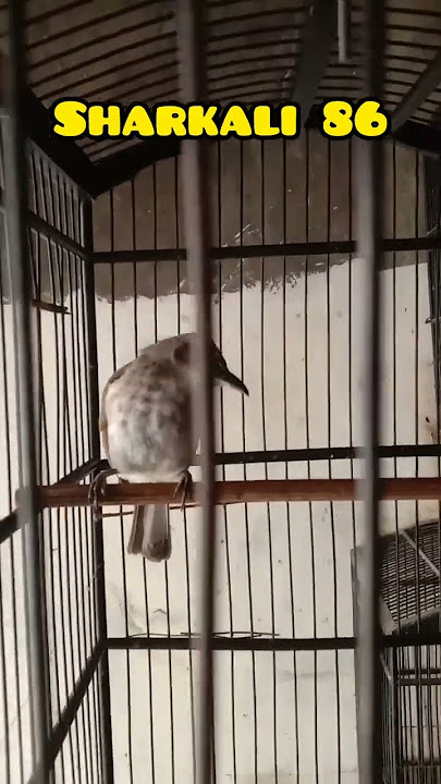 Suara trucuk betina mintak kawin #shotrs