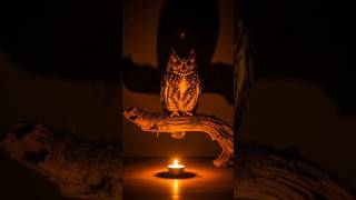 Owl’s Silent Night 🦉🔥 | Cinematic 4K Wildlife Video#shorts #nature