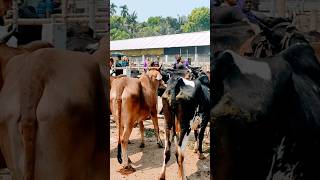 গরুর খামারের ভিডিও #viral #shortvideo #cow #video #animals