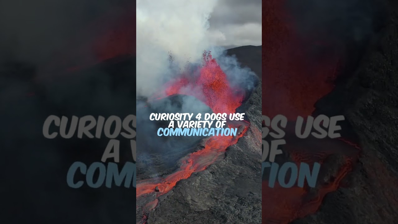 5 interesting facts about the dog!  