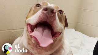 Pitbull gordito pierde más de cincuenta libras | El Dodo by El Dodo 105,565 views 5 months ago 3 minutes, 44 seconds