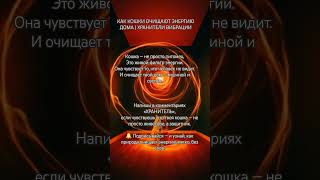 КАК КОШКИ ОЧИЩАЮТ ЭНЕРГИЮ ДОМА | ХРАНИТЕЛИ ВИБРАЦИИ #духовноепробуждение