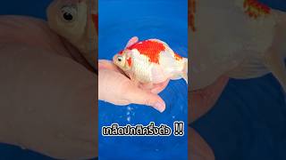 ปลาแปลกๆ ของ198