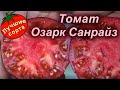 ТОМАТ ОЗАРК САНРАЙЗ (лучшие урожайные сорта томатов)