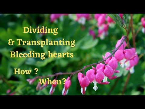 Video: Transplantacija biljaka krvarećeg srca: kako i kada presaditi krvarenje srca