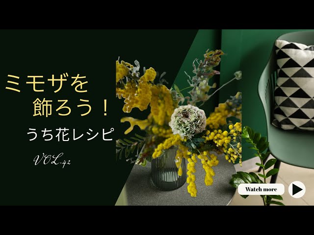 emmaミモザ切り枝 春の訪れを彩るミモザの枝 切り花 - 50～60cmの鮮やかなイエロー