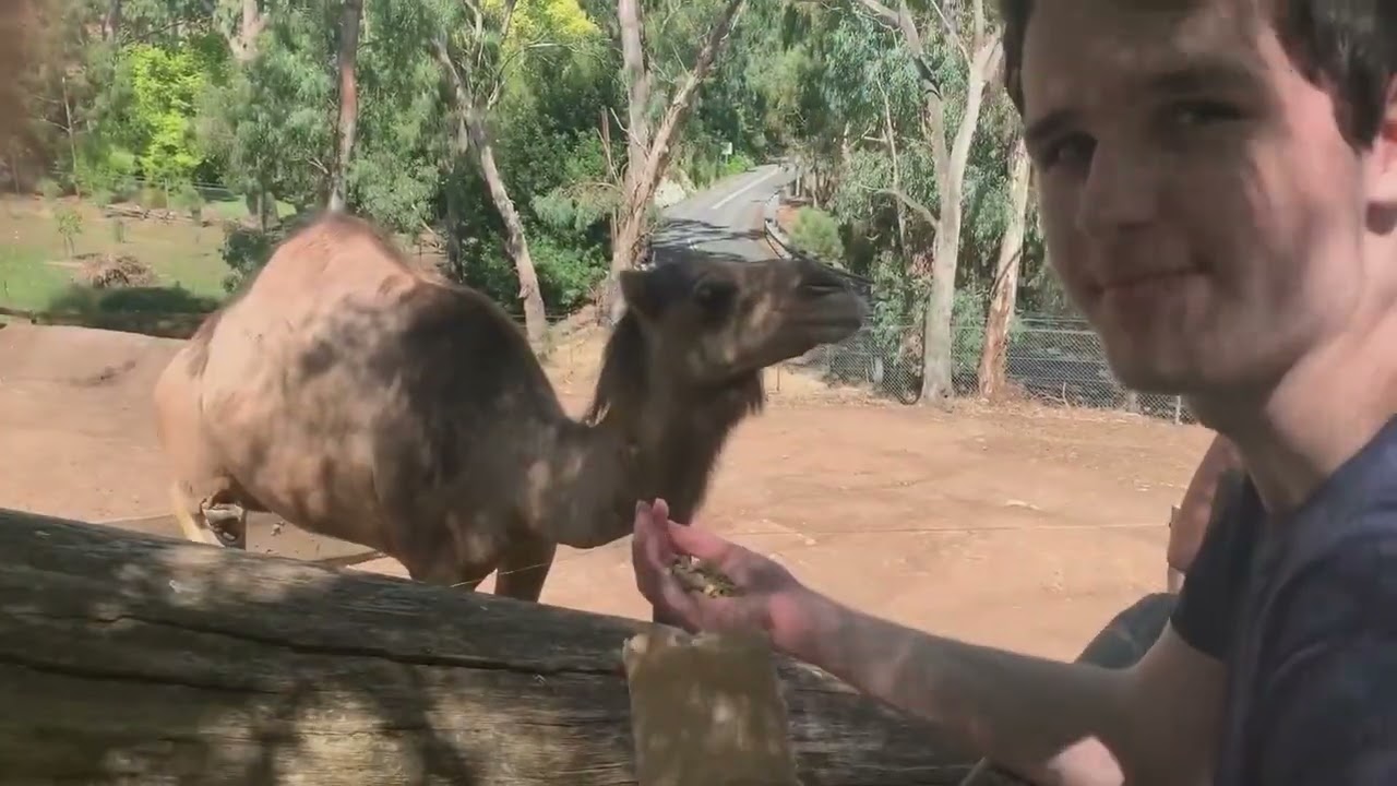 Gorge Wildlife Park Cudlee Creek SA in Eastern Suburbs Hills got all videos together