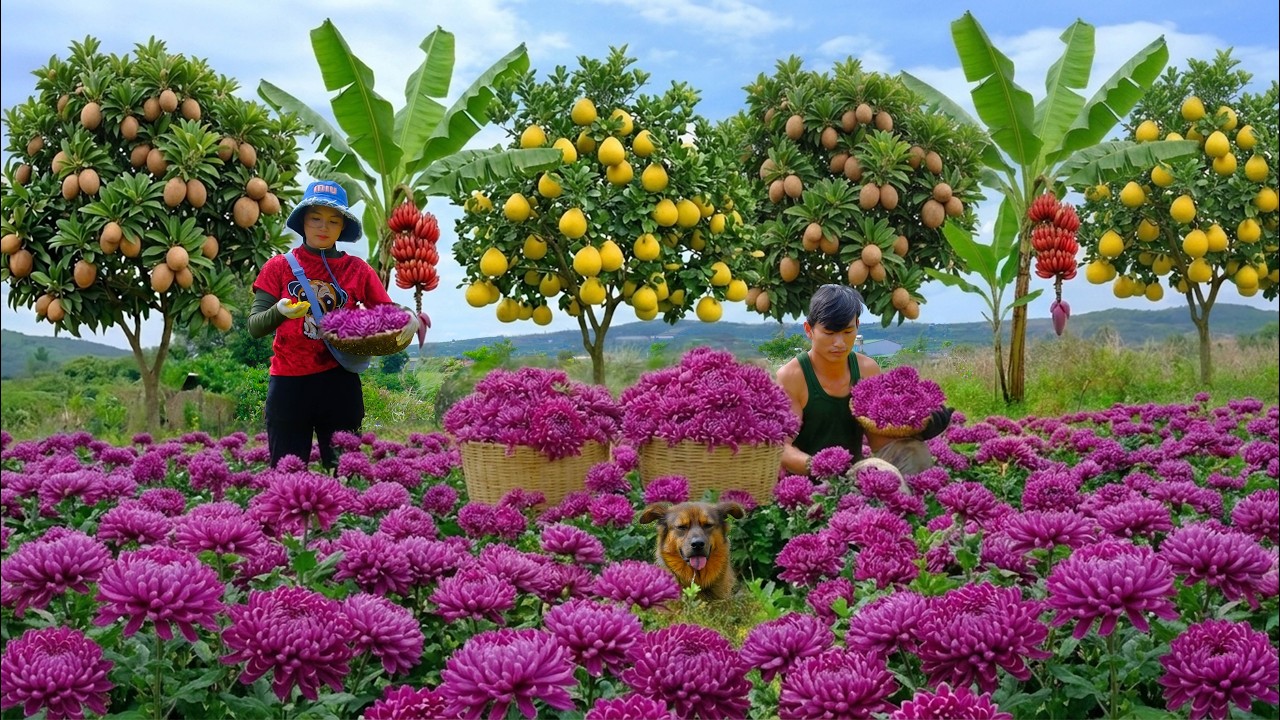 Harvest Camellia Flowers, Pomelo, Star Apples For Market And Cook – Millionaire Chairman’s Farm Life