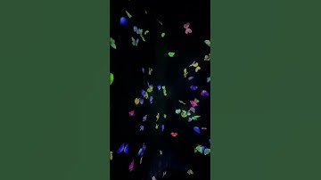 TeamLab Borderless Tokyo! #japan #teamlabborderless #tokyo