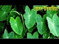 শুধু মাত্র ২ বার খান, ডায়াবেটিস রক্তচাপ কমে যাবে, ১মাসেই মেদ অদৃশ্য হয়ে যাবে জাদুকরী এই পাতা দিয়ে