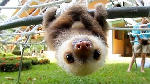 What Does A Sloth Say?