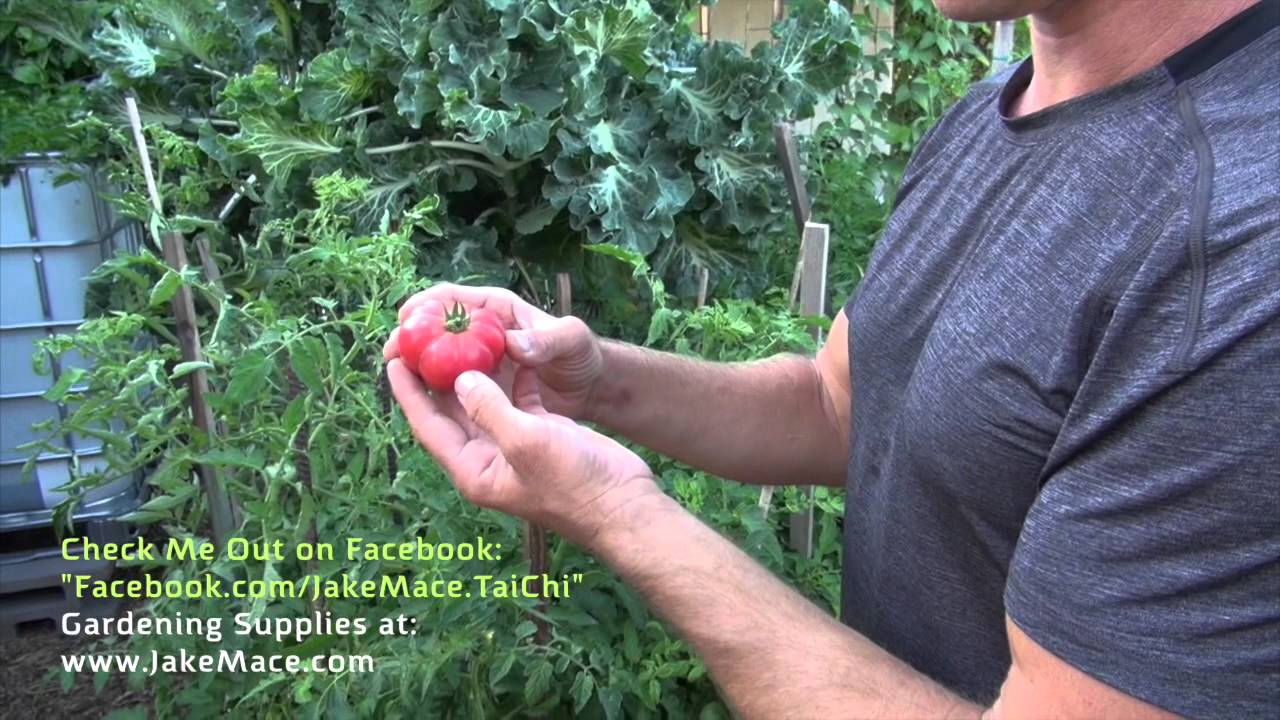 mesalazine Coming Out - Of My Garden - with Jake Mace #1