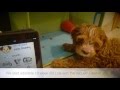 Canine Cohen: Lola & the Sound Proof Puppy Training App Canine Cohen: Lola & the Sound Proof Puppy Training App