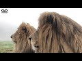 Lions in the mist