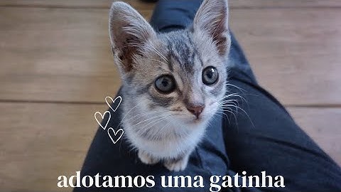 adotamos uma gatinha 🐱 • primeiros dias de adaptação