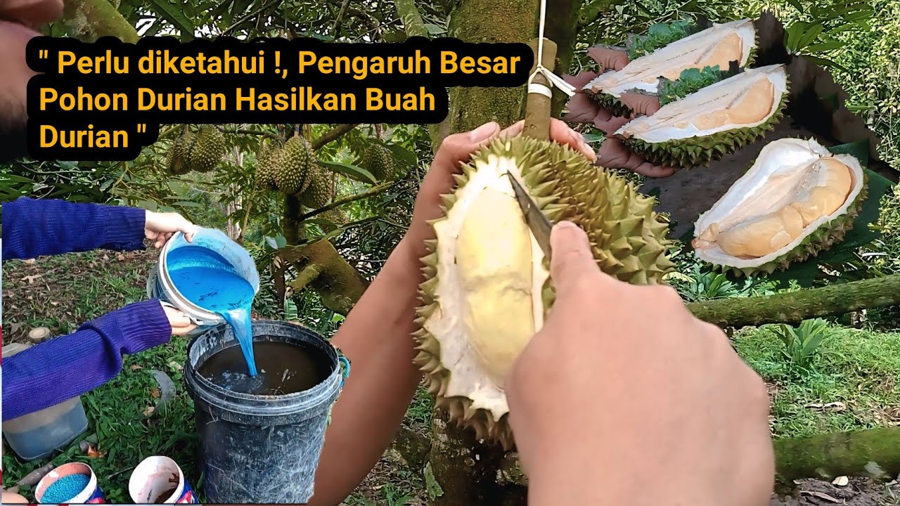 Durian Matang pohon dan yang mempengaruhi Buah Durian bisa enak serta Berkualitas 