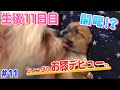 【生後11日目】こまち母さんは案外厳しかった。【ミックス犬】