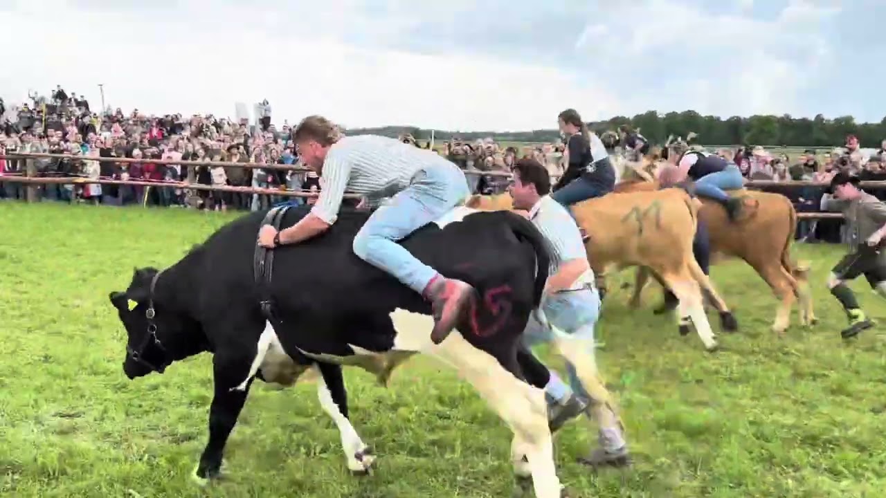 Erstes hadorfer Ochsenrennen