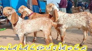 khairpur Bakra Mandi taaza aur fresh rate pure Makhi cheeni quality wale Bakre