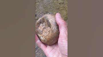 huge 100 million-year-old echinoid sea urchin fossil