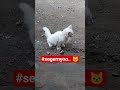 sedopnyo pagi2 mew 🐱 #cat #kucing #mewers #catlove
