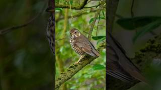 Singdrossel #shortsvideo #birds #vogel #fz2000 #singvögel #singdrossel #birdsounds #naturdoku #aves