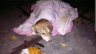 Rescue a poor dog was found weak, can not walking, his eyes so sadness and hopelessness by DogLife 841 views 2 years ago 10 minutes, 5 seconds