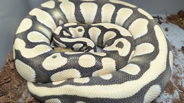 🥚 How to Tell if Your Ball Python is About to LAY EGGS! (Watch THIS Before It